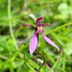 Eriochilus magenteus at South East Forest National Park - 18 Jan 2024