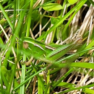Praxibulus sp. (genus) (A grasshopper) at Tantawangalo, NSW - 18 Jan 2024 by trevorpreston