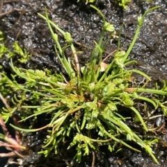 Isolepis gaudichaudiana (Benambra Club-sedge) at Nurenmerenmong, NSW - 12 Jan 2024 by JaneR