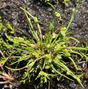 Isolepis gaudichaudiana at Bago State Forest - 12 Jan 2024 11:42 AM