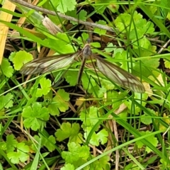 Unidentified Crane fly, midge, mosquito or gnat (several families) at Nunnock Grassland Walking Track - 18 Jan 2024 by trevorpreston