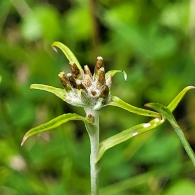 Euchiton limosus (Swamp Cudweed) at Tantawangalo, NSW - 18 Jan 2024 by trevorpreston