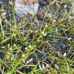 Isolepis cernua (Slender Clubrush) at The Tops at Nurenmerenmong - 11 Jan 2024 by JaneR