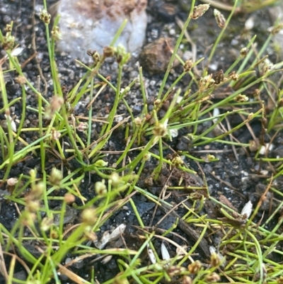 Isolepis cernua (Slender Clubrush) at The Tops at Nurenmerenmong - 11 Jan 2024 by JaneR