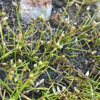 Isolepis cernua (Slender Clubrush) at Nurenmerenmong, NSW - 11 Jan 2024 by JaneR