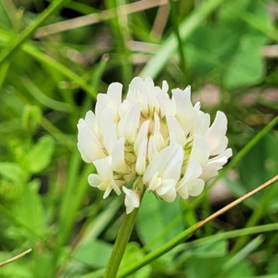Trifolium repens (White Clover) at Nunnock Grassland Walking Track - 18 Jan 2024 by trevorpreston