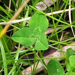 Trifolium repens at South East Forest National Park - 18 Jan 2024 12:43 PM