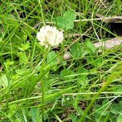 Trifolium repens at South East Forest National Park - 18 Jan 2024