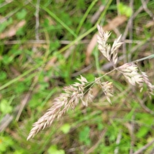 Holcus lanatus at South East Forest National Park - 18 Jan 2024 12:43 PM