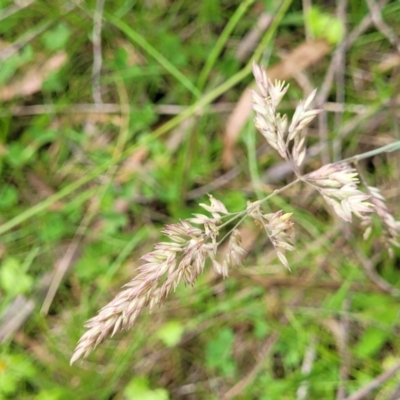 Holcus lanatus (Yorkshire Fog) at Nunnock Grassland Walking Track - 18 Jan 2024 by trevorpreston