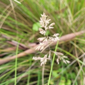 Holcus lanatus at South East Forest National Park - 18 Jan 2024