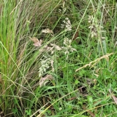 Holcus lanatus at South East Forest National Park - 18 Jan 2024