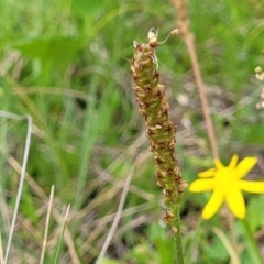 Plantago antarctica (Mountain Plantain) at Nunnock Grassland Walking Track - 18 Jan 2024 by trevorpreston