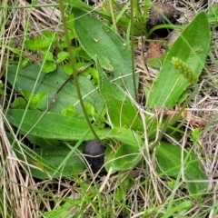 Plantago antarctica at South East Forest National Park - 18 Jan 2024 12:41 PM