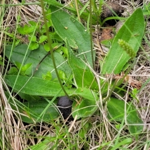 Plantago antarctica at South East Forest National Park - 18 Jan 2024