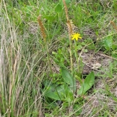 Plantago antarctica at South East Forest National Park - 18 Jan 2024