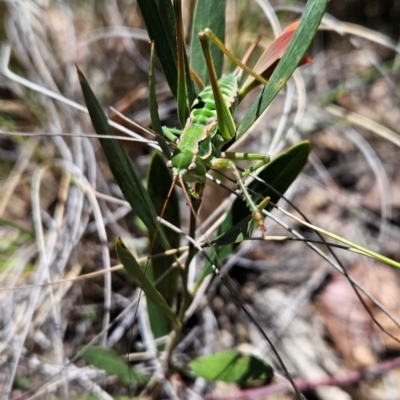 Chlorodectes montanus (Montane green shield back katydid) at Booth, ACT - 18 Jan 2024 by BethanyDunne