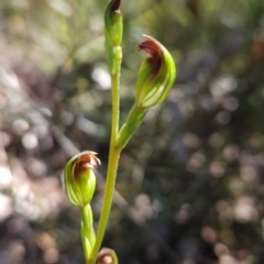 Speculantha multiflora (Tall Tiny Greenhood) at Namadgi National Park - 18 Jan 2024 by BethanyDunne