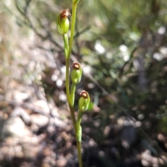 Speculantha multiflora at Namadgi National Park - 18 Jan 2024
