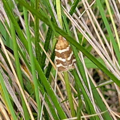 Subfurcatana subfurcatana (A Tortricid moth) at Nunnock Grassland Walking Track - 18 Jan 2024 by trevorpreston