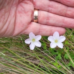 Geranium neglectum at South East Forest National Park - 18 Jan 2024