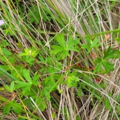 Geranium neglectum at South East Forest National Park - 18 Jan 2024