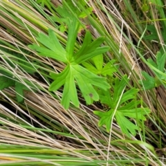 Geranium neglectum at South East Forest National Park - 18 Jan 2024