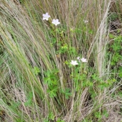 Geranium neglectum at South East Forest National Park - 18 Jan 2024