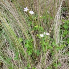 Geranium neglectum at South East Forest National Park - 18 Jan 2024 12:39 PM