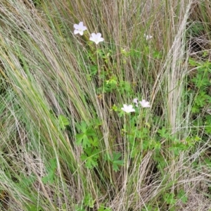 Geranium neglectum at South East Forest National Park - 18 Jan 2024 12:39 PM