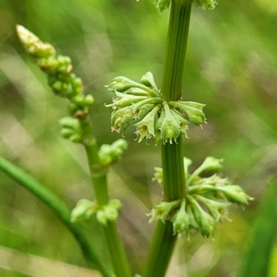 Rumex brownii (Slender Dock) at Nunnock Grassland Walking Track - 18 Jan 2024 by trevorpreston