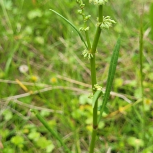Rumex brownii at South East Forest National Park - 18 Jan 2024