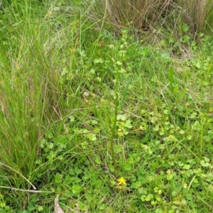 Rumex brownii at South East Forest National Park - 18 Jan 2024 12:39 PM