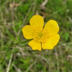 Ranunculus lappaceus (Australian Buttercup) at Nunnock Grassland Walking Track - 18 Jan 2024 by trevorpreston