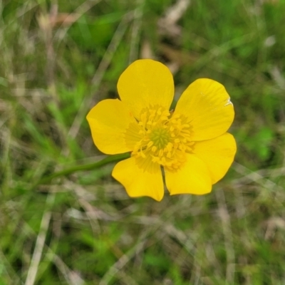 Ranunculus lappaceus (Australian Buttercup) at Tantawangalo, NSW - 18 Jan 2024 by trevorpreston