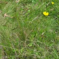 Ranunculus lappaceus at South East Forest National Park - 18 Jan 2024 12:38 PM