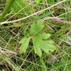 Ranunculus lappaceus at South East Forest National Park - 18 Jan 2024 12:38 PM