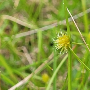 Cyperus sphaeroideus at South East Forest National Park - 18 Jan 2024 12:37 PM