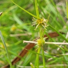 Cyperus sphaeroideus at South East Forest National Park - 18 Jan 2024 12:37 PM