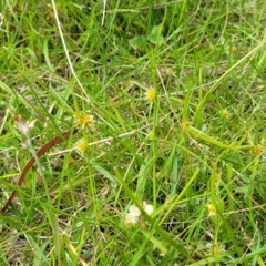 Cyperus sphaeroideus at South East Forest National Park - 18 Jan 2024