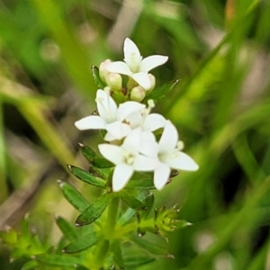 Asperula conferta at South East Forest National Park - 18 Jan 2024