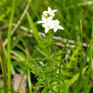 Asperula conferta at South East Forest National Park - 18 Jan 2024