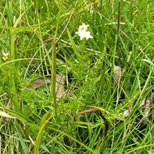 Asperula conferta at South East Forest National Park - 18 Jan 2024