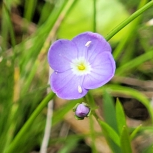 Veronica gracilis at South East Forest National Park - 18 Jan 2024