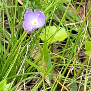 Veronica gracilis at South East Forest National Park - 18 Jan 2024