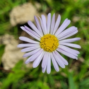 Brachyscome sp. at South East Forest National Park - 18 Jan 2024