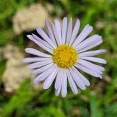 Brachyscome sp. (Cut-leaf Daisy) at Nunnock Grassland Walking Track - 18 Jan 2024 by trevorpreston