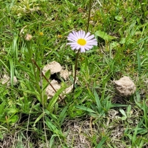 Brachyscome sp. at South East Forest National Park - 18 Jan 2024