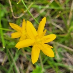 Hypoxis hygrometrica var. hygrometrica (Golden Weather-grass) at South East Forest National Park - 18 Jan 2024 by trevorpreston