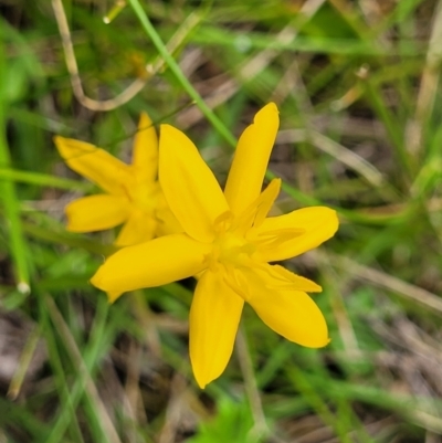 Hypoxis hygrometrica var. hygrometrica (Golden Weather-grass) at Nunnock Grassland Walking Track - 18 Jan 2024 by trevorpreston